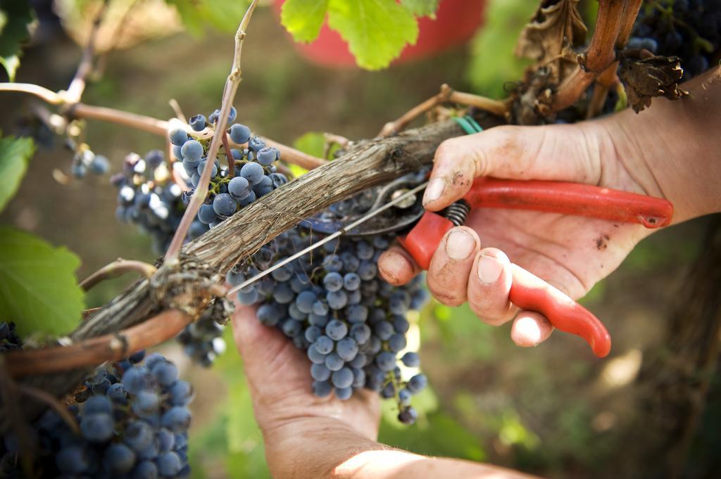Fattoria Casabianca Villa Bucine Kültér fotó